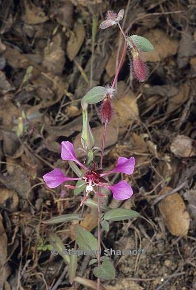 clarkia unguiculata 8 graphic